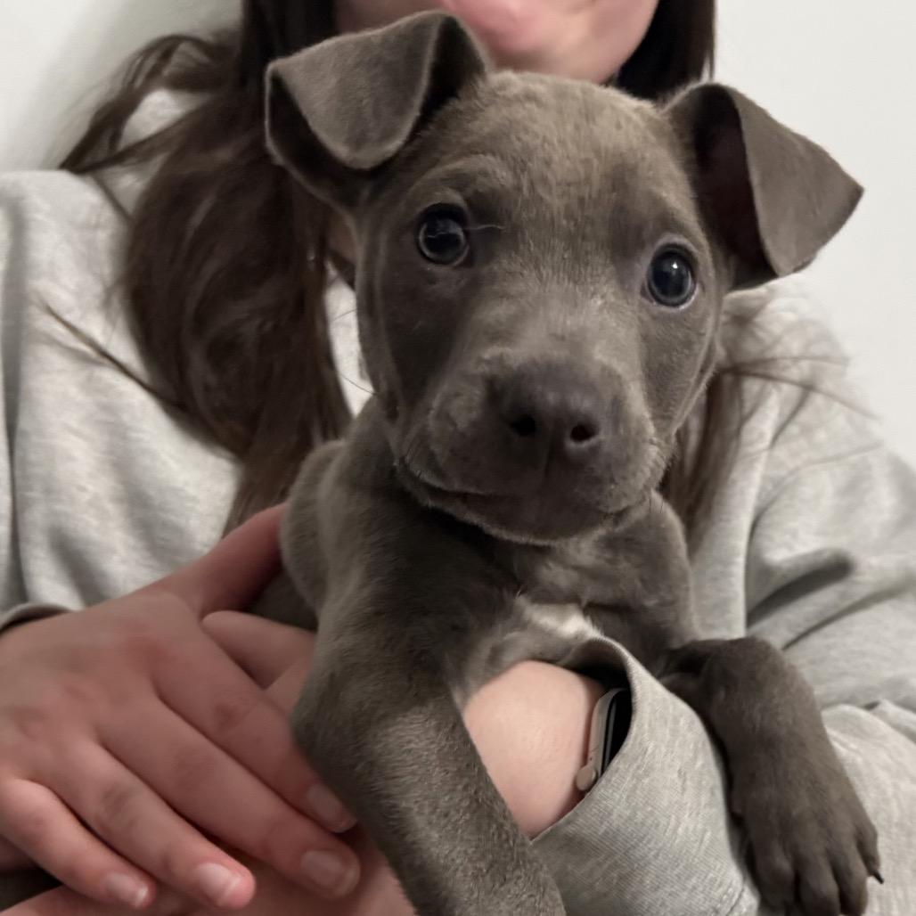 NY Fire Avail May 30 (Wabeeka Campground Copake NY), a Adoptable mixed breed in Eastford, CT image 1/4