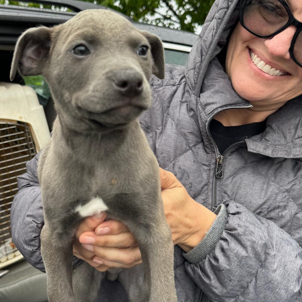 NY Fire Avail May 30 (Wabeeka Campground Copake NY), a Adoptable mixed breed in Eastford, CT image 2/4