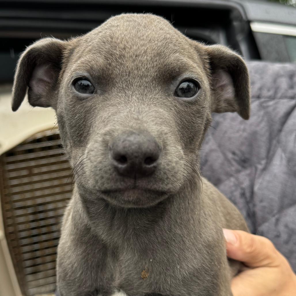 NY Fire Avail May 30 (Wabeeka Campground Copake NY), a Adoptable mixed breed in Eastford, CT image 3/4