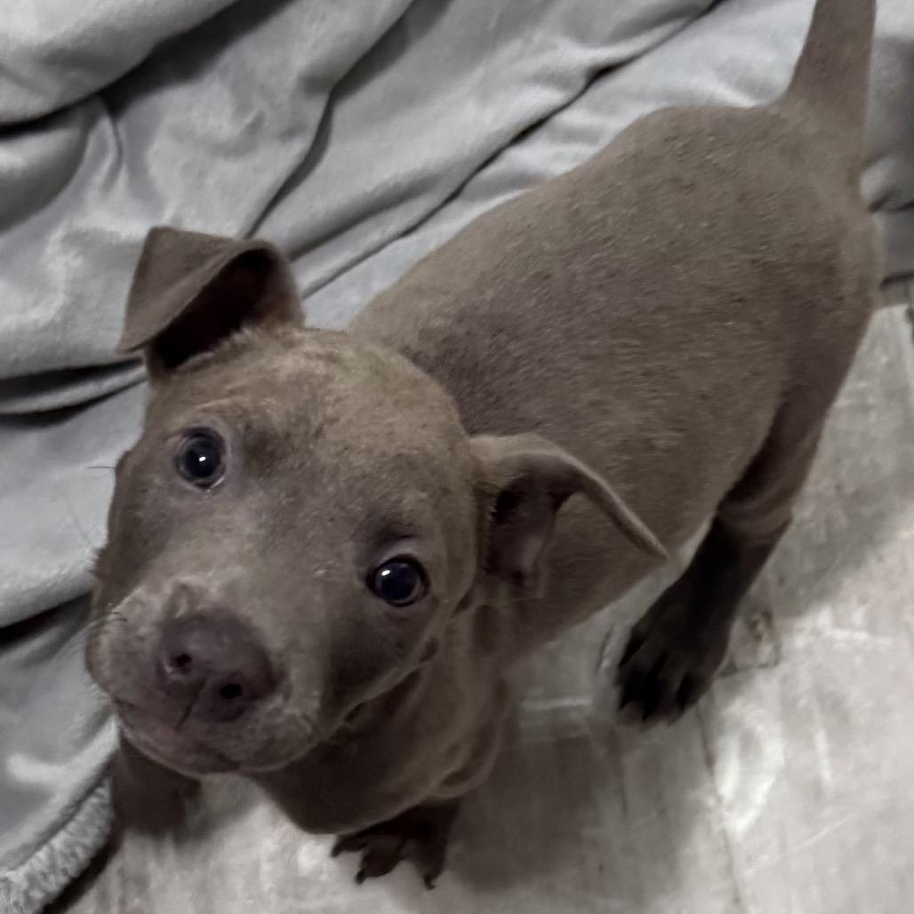 NY Fire Avail May 30 (Wabeeka Campground Copake NY), a Adoptable mixed breed in Eastford, CT image 4/4