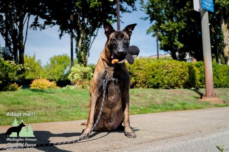Henri, Adoptable, Adult Male Belgian Shepherd / Malinois.
