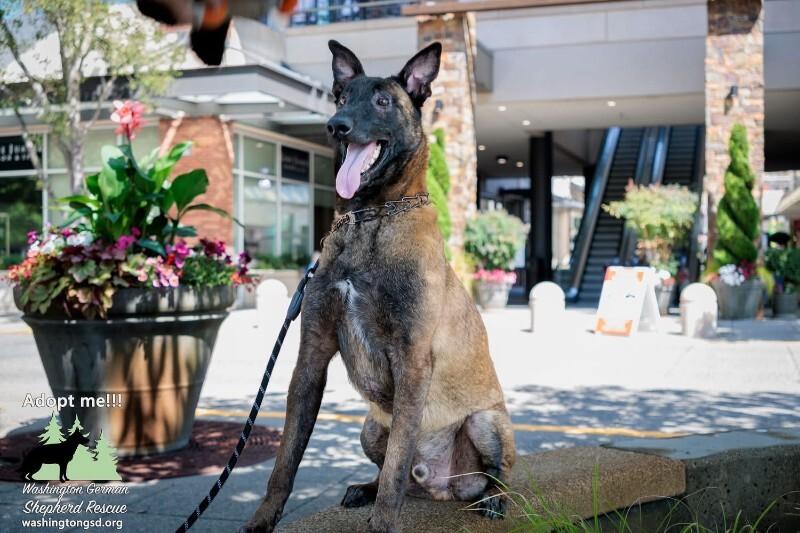 Henri, a Adoptable Belgian Shepherd / Malinois in Seattle, WA image 3/6