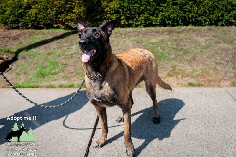 Henri, a Adoptable Belgian Shepherd / Malinois in Seattle, WA image 5/6