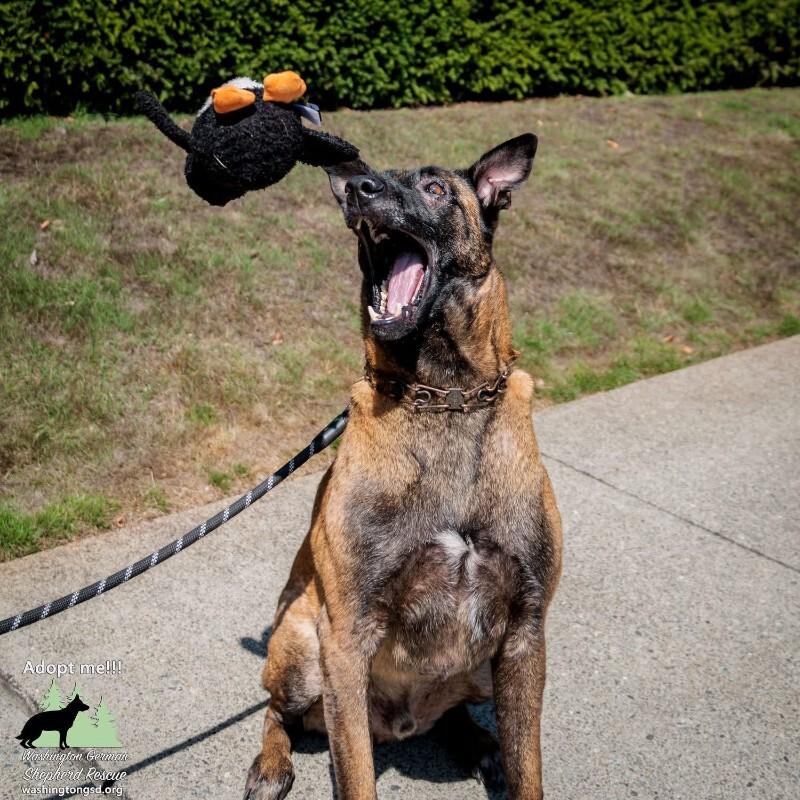 Henri, a Adoptable Belgian Shepherd / Malinois in Seattle, WA image 6/6