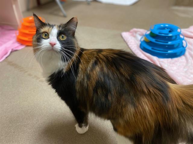 SUSIE, Adoptable, Adult Female Domestic Medium Hair.