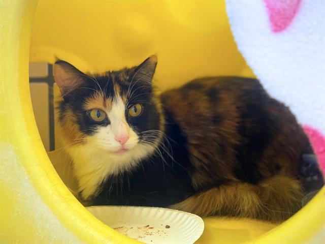 SUSIE, Adoptable, Adult Female Domestic Medium Hair.
