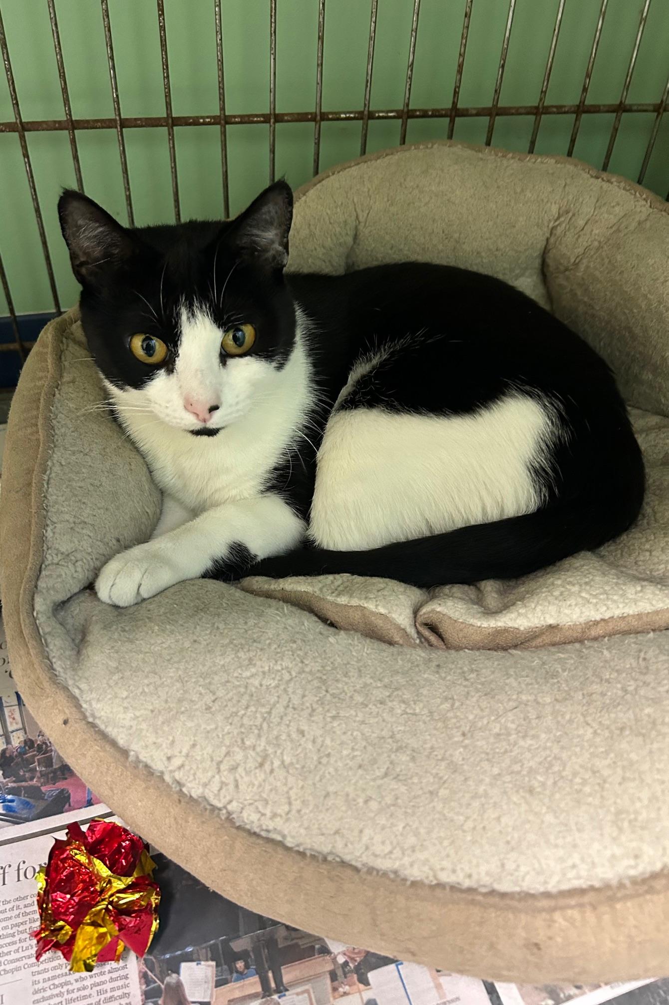Calypso, adopted, Adult Female Domestic Short Hair.