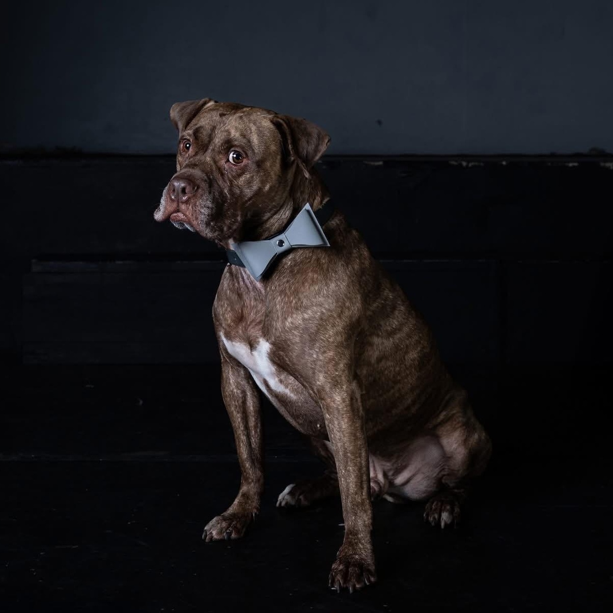 Nelly, Adoptable, Adult Male Boxer & American Bully.