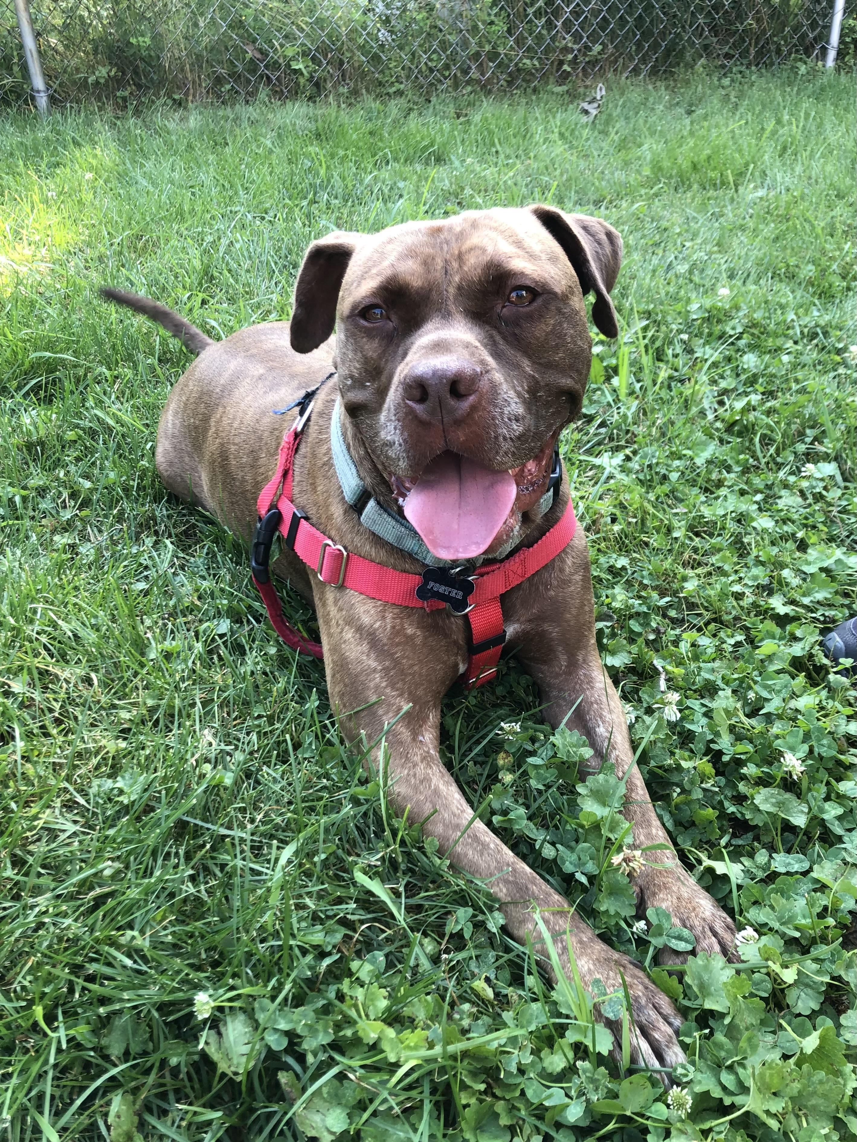 Enlarge Nelly, a Adoptable mixed breed in Pleasant Ridge, MI image 2/6