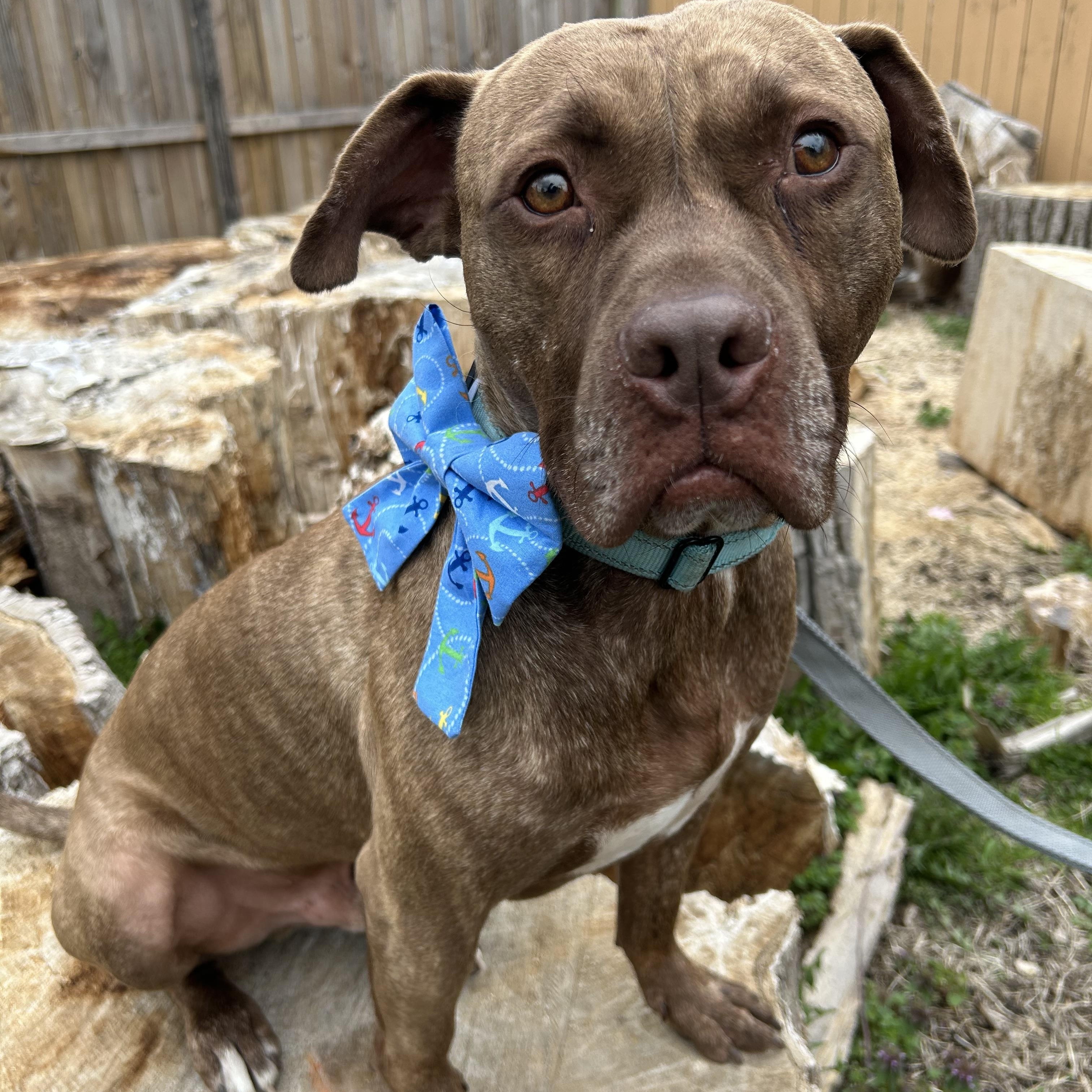 Nelly, Adult Male American Staffordshire Terrier
