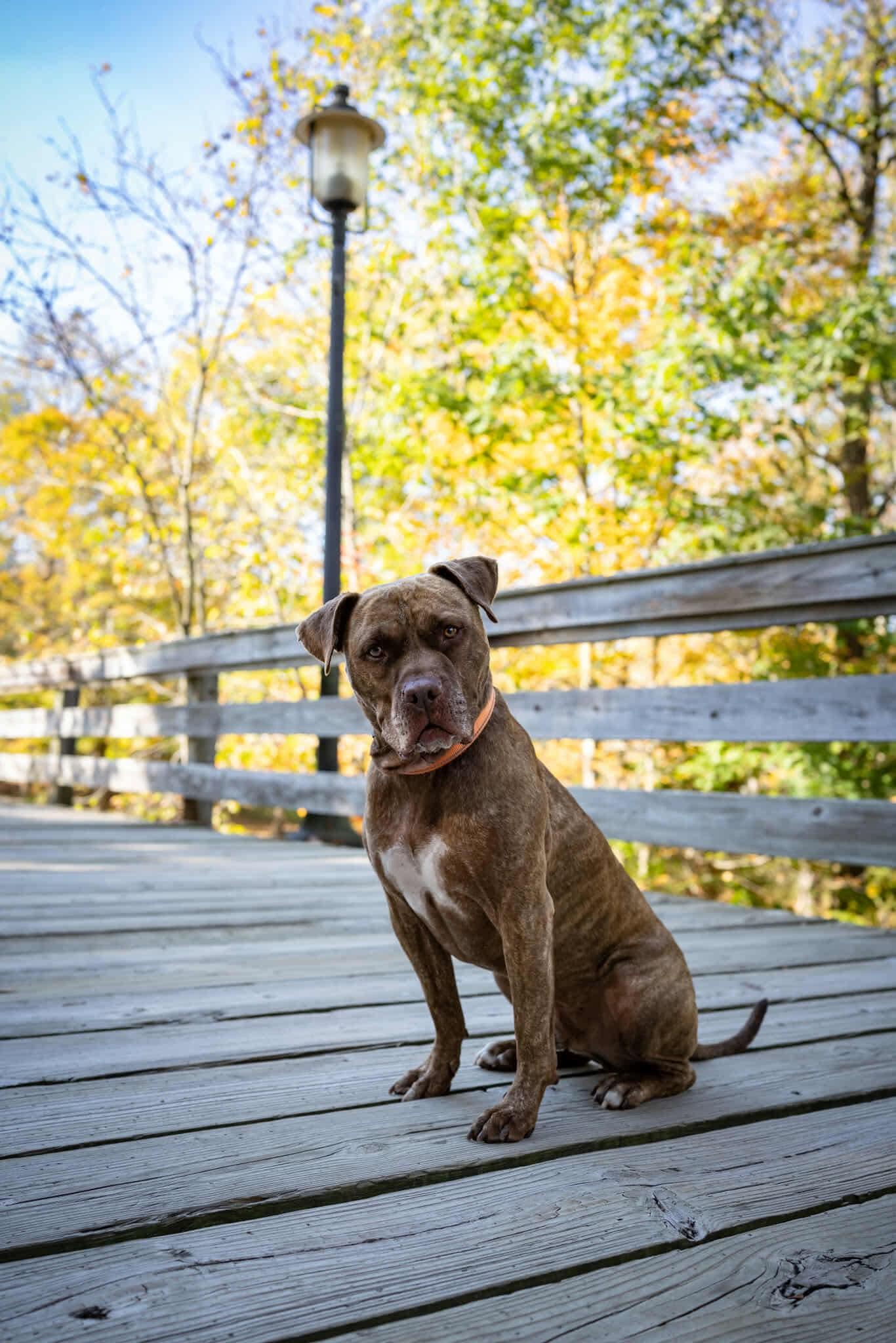 Enlarge Nelly, a Adoptable mixed breed in Pleasant Ridge, MI image 3/6