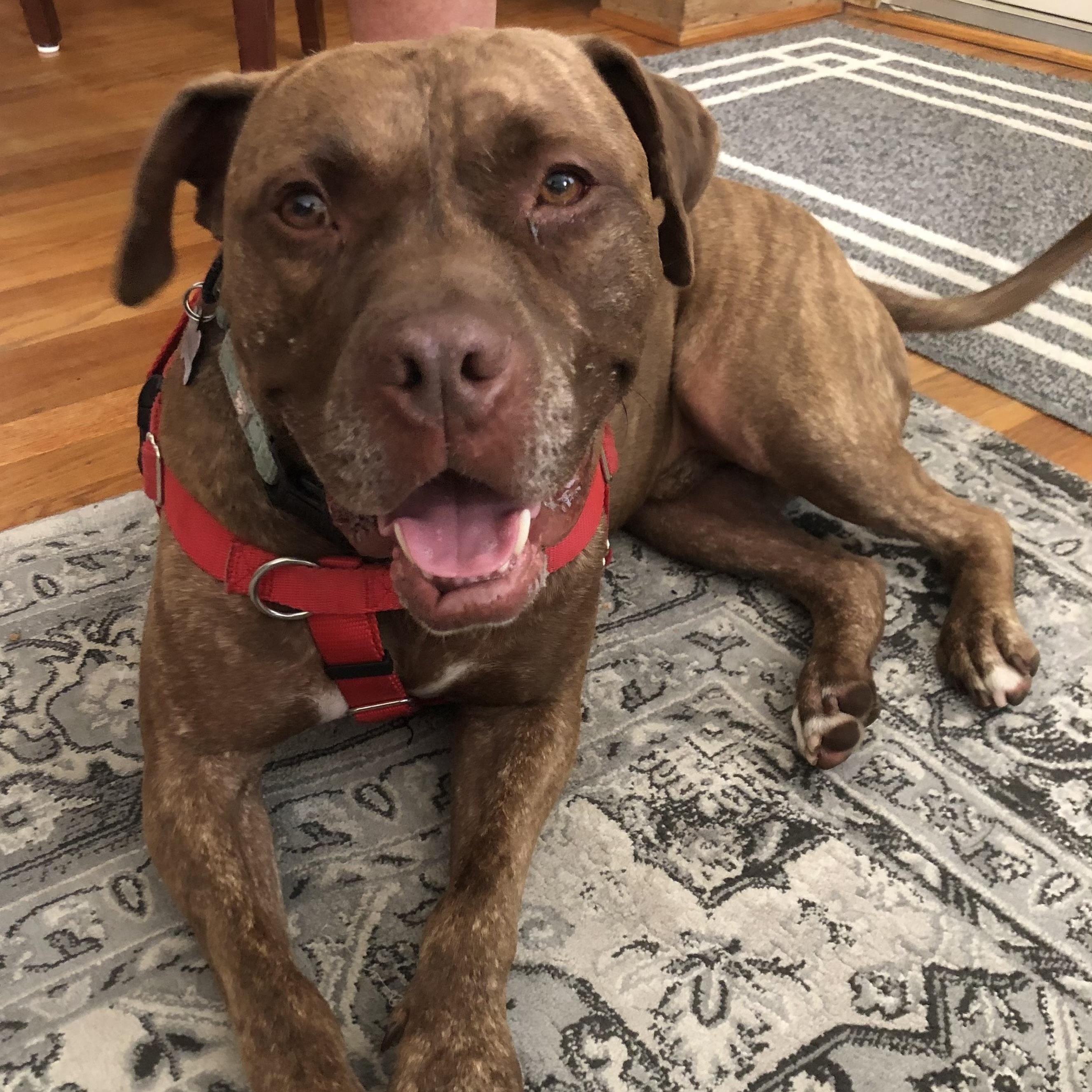 Nelly, a Adoptable mixed breed in Pleasant Ridge, MI image 2/6