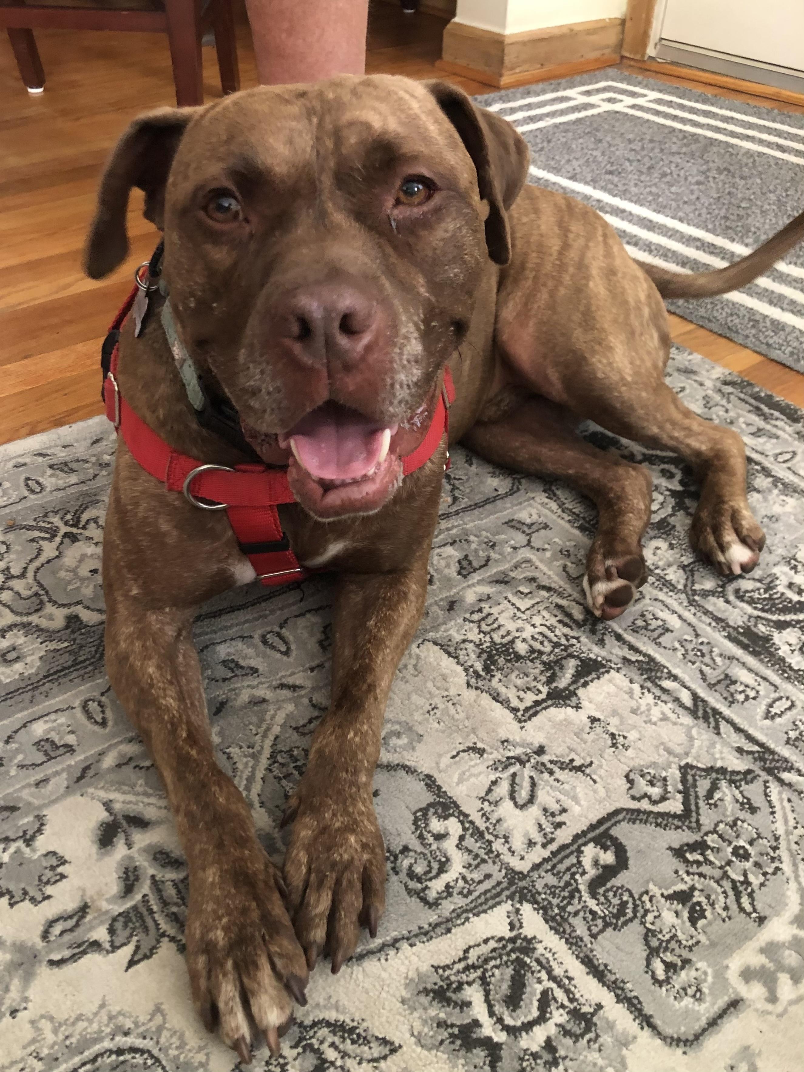 Enlarge Nelly, a Adoptable mixed breed in Pleasant Ridge, MI image 5/6