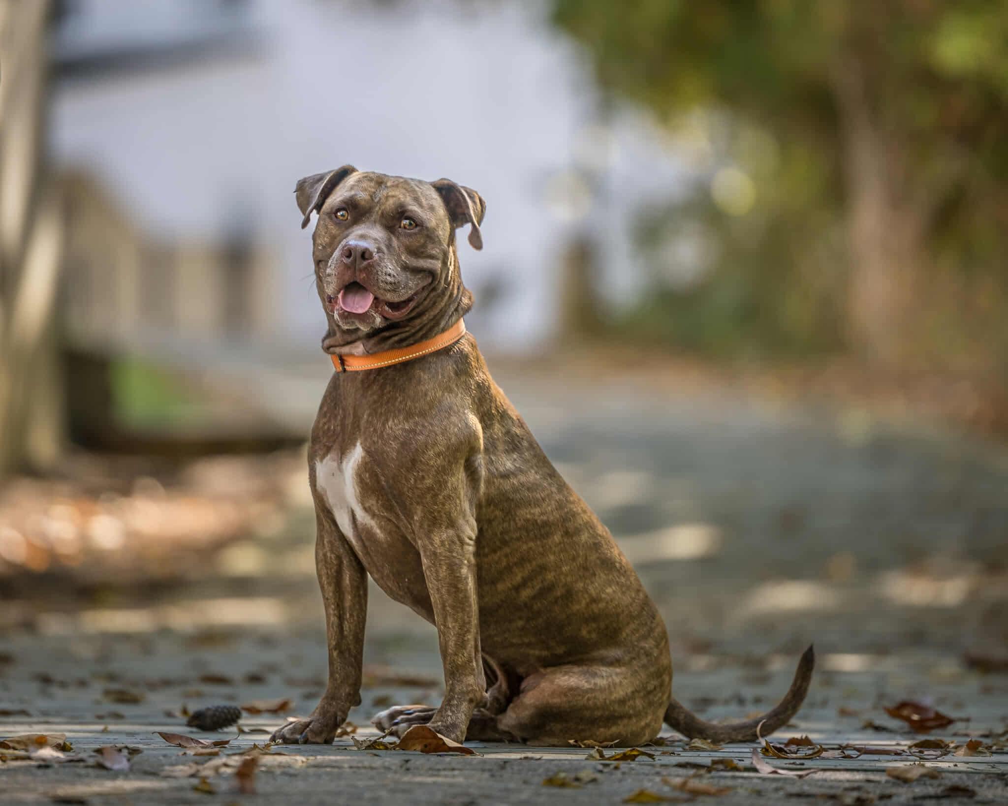 Enlarge Nelly, a Adoptable mixed breed in Pleasant Ridge, MI image 1/6