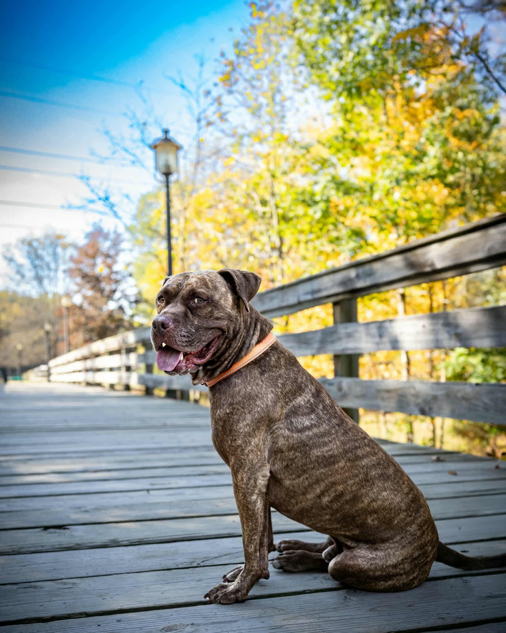Enlarge Nelly, a Adoptable mixed breed in Pleasant Ridge, MI image 4/6