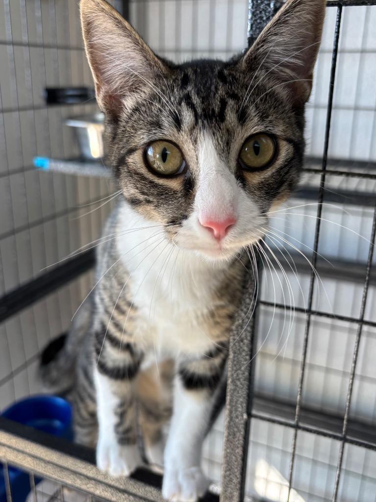 Clementine, a Adoptable mixed breed in Midland, TX image 1/6