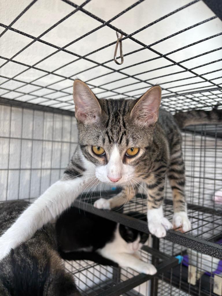 Clementine, a Adoptable mixed breed in Midland, TX image 2/6