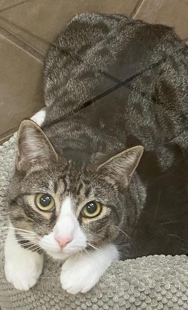 Clementine, a Adoptable mixed breed in Midland, TX image 3/6