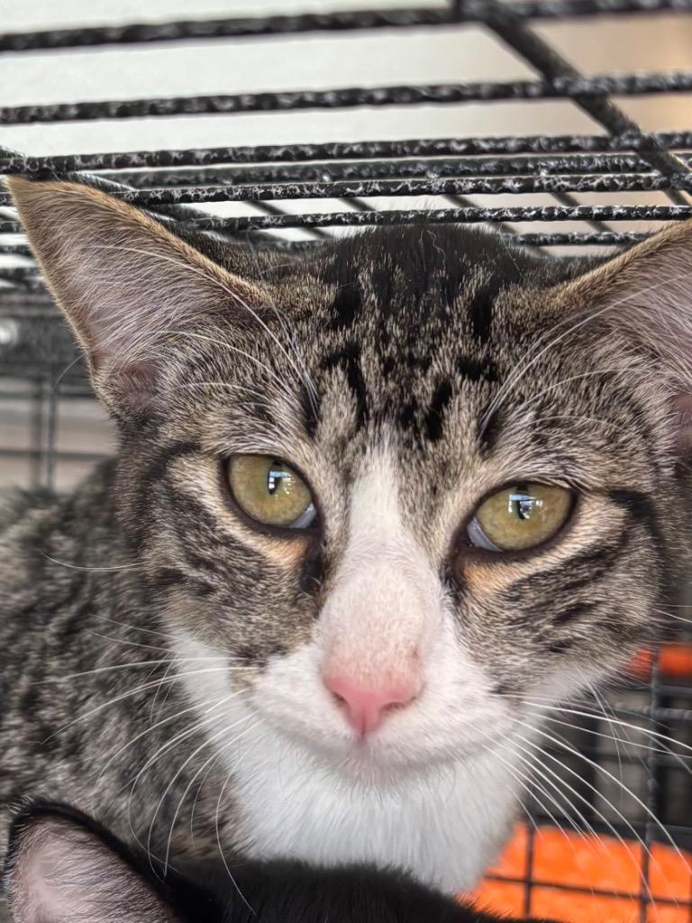 Clementine, a Adoptable mixed breed in Midland, TX image 4/6