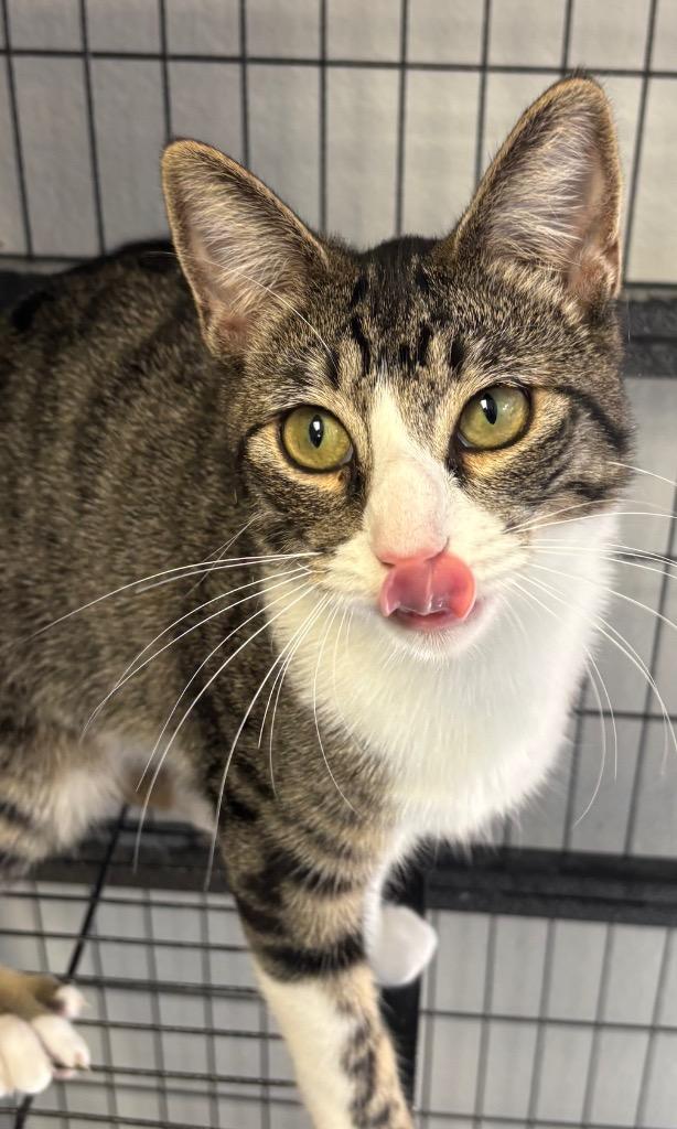 Clementine, a Adoptable mixed breed in Midland, TX image 5/6