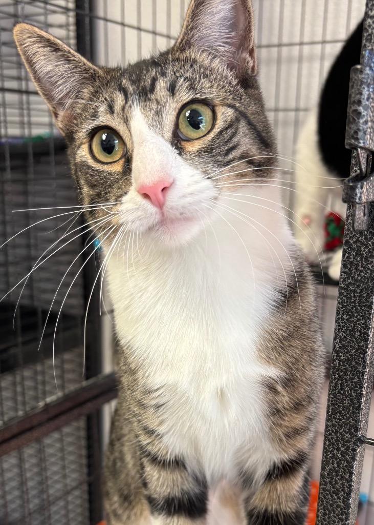 Clementine, a Adoptable mixed breed in Midland, TX image 6/6