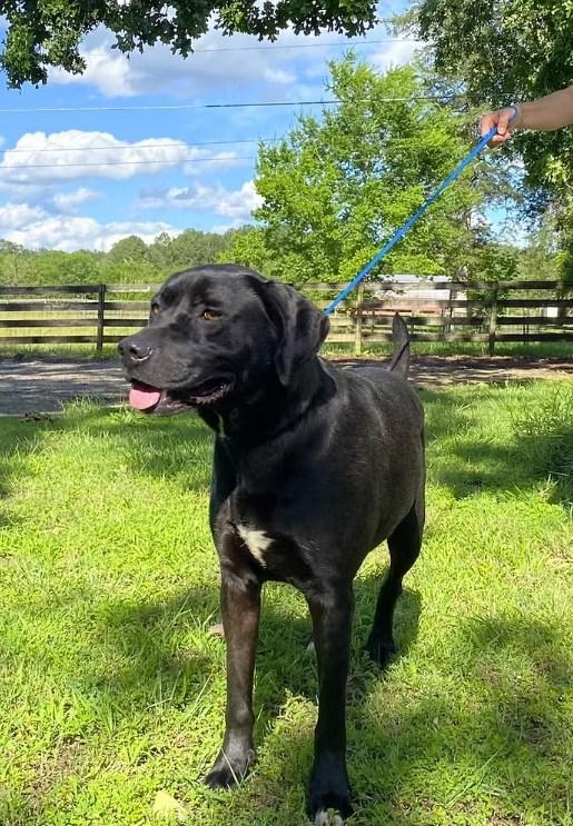 Lilly, Adopted, Young Female Mixed Breed.