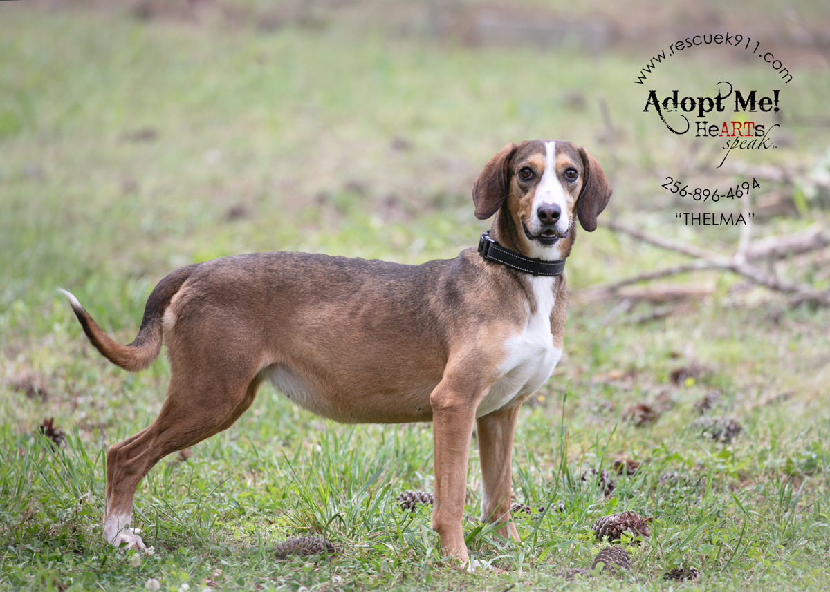 Enlarge Thelma, a Adoptable Bloodhound in Camp Hill, AL image 1/4