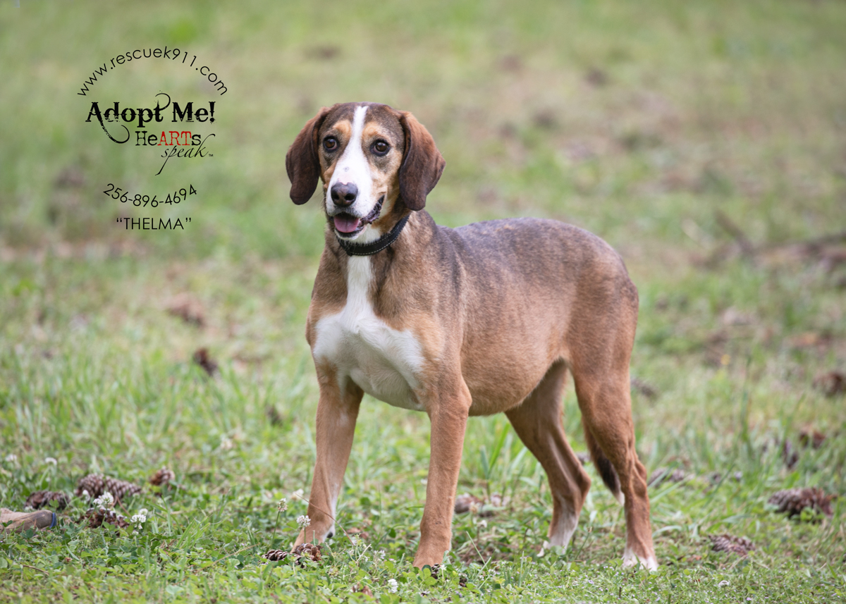 Enlarge Thelma, a Adoptable Bloodhound in Camp Hill, AL image 2/4