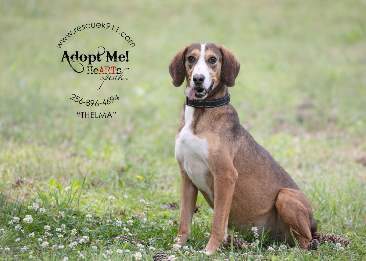 Enlarge Thelma, a Adoptable Bloodhound in Camp Hill, AL image 3/4