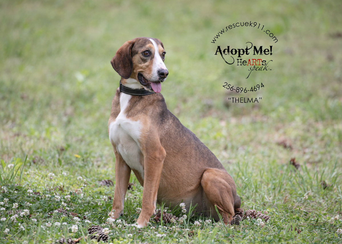 Enlarge Thelma, a Adoptable Bloodhound in Camp Hill, AL image 4/4