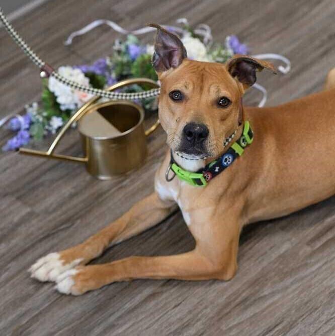 Enlarge Maya, a Adoptable mixed breed in Long Island City, NY image 1/6