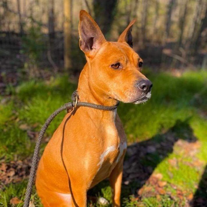 Enlarge Maya, a Adoptable mixed breed in Long Island City, NY image 2/6