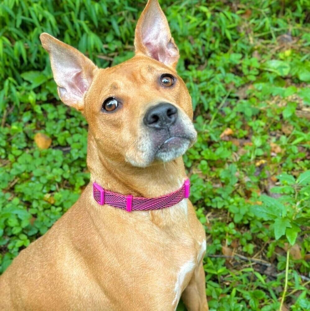 Enlarge Maya, a Adoptable mixed breed in Long Island City, NY image 3/6