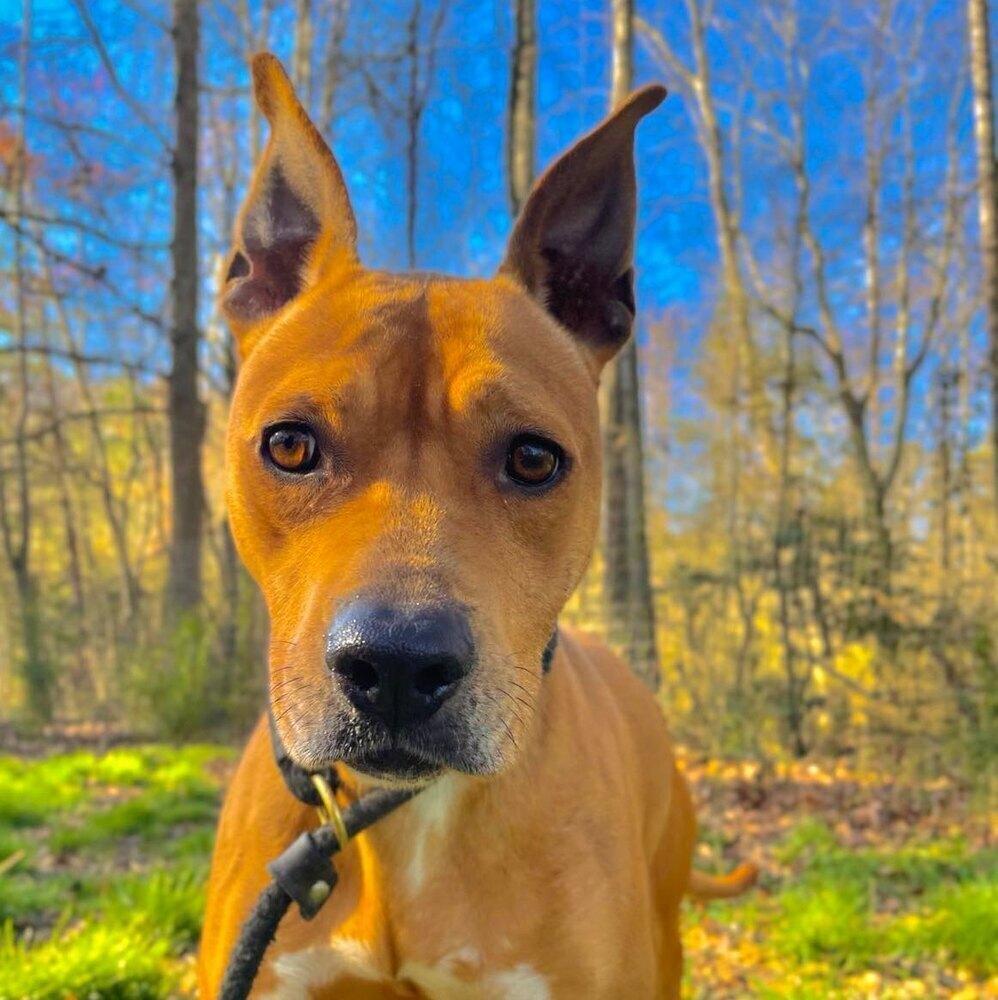 Enlarge Maya, a Adoptable mixed breed in Long Island City, NY image 6/6