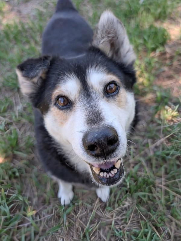 Sally, Adoptable, Adult Female Australian Cattle Dog / Blue Heeler.