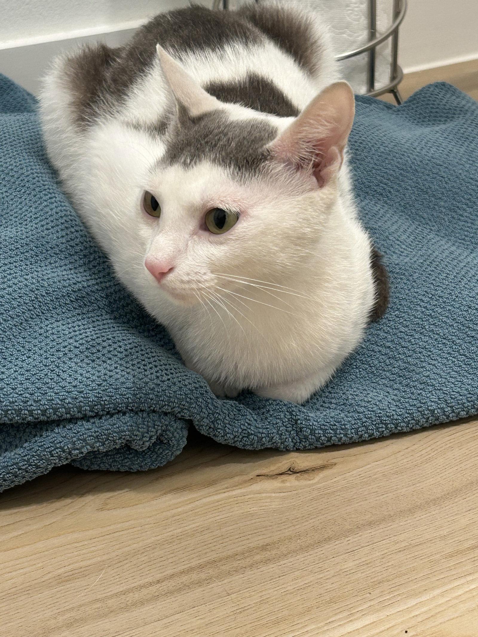 Lizzy 6.29.25, Adoptable, Adult Female Domestic Short Hair.