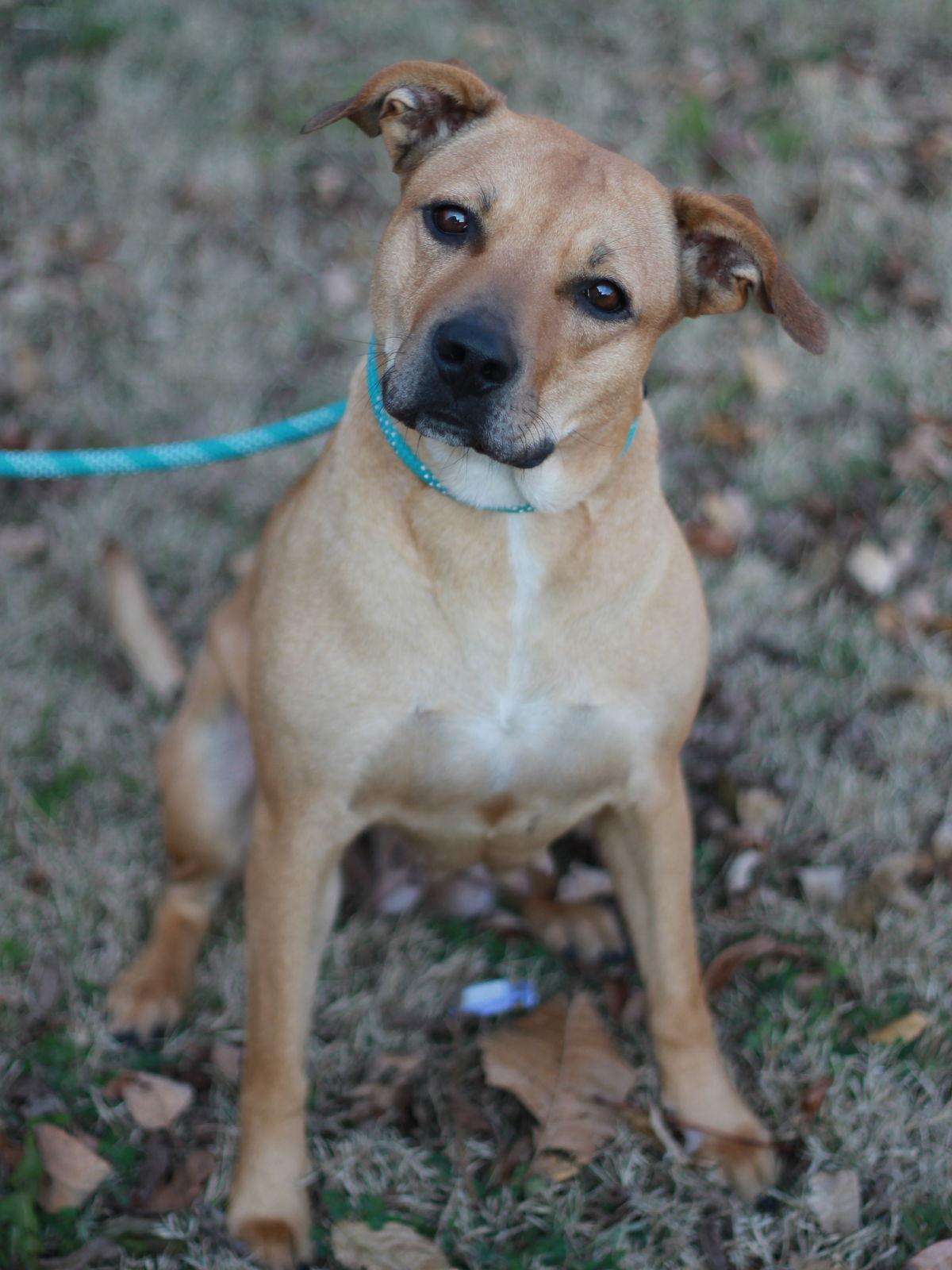 Lucky Lady, Adoptable, Adult Female Black Mouth Cur.