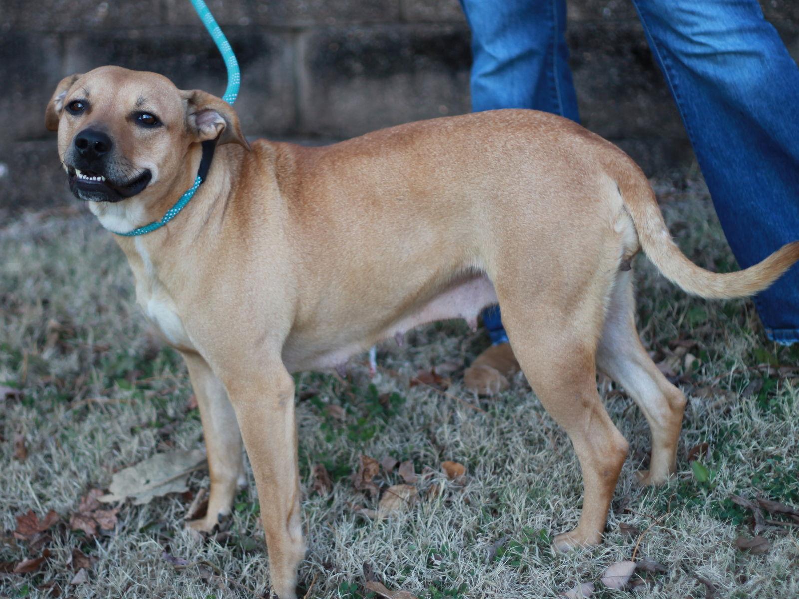 Enlarge Lucky Lady, a Adoptable Black Mouth Cur in Cookeville, TN image 2/4