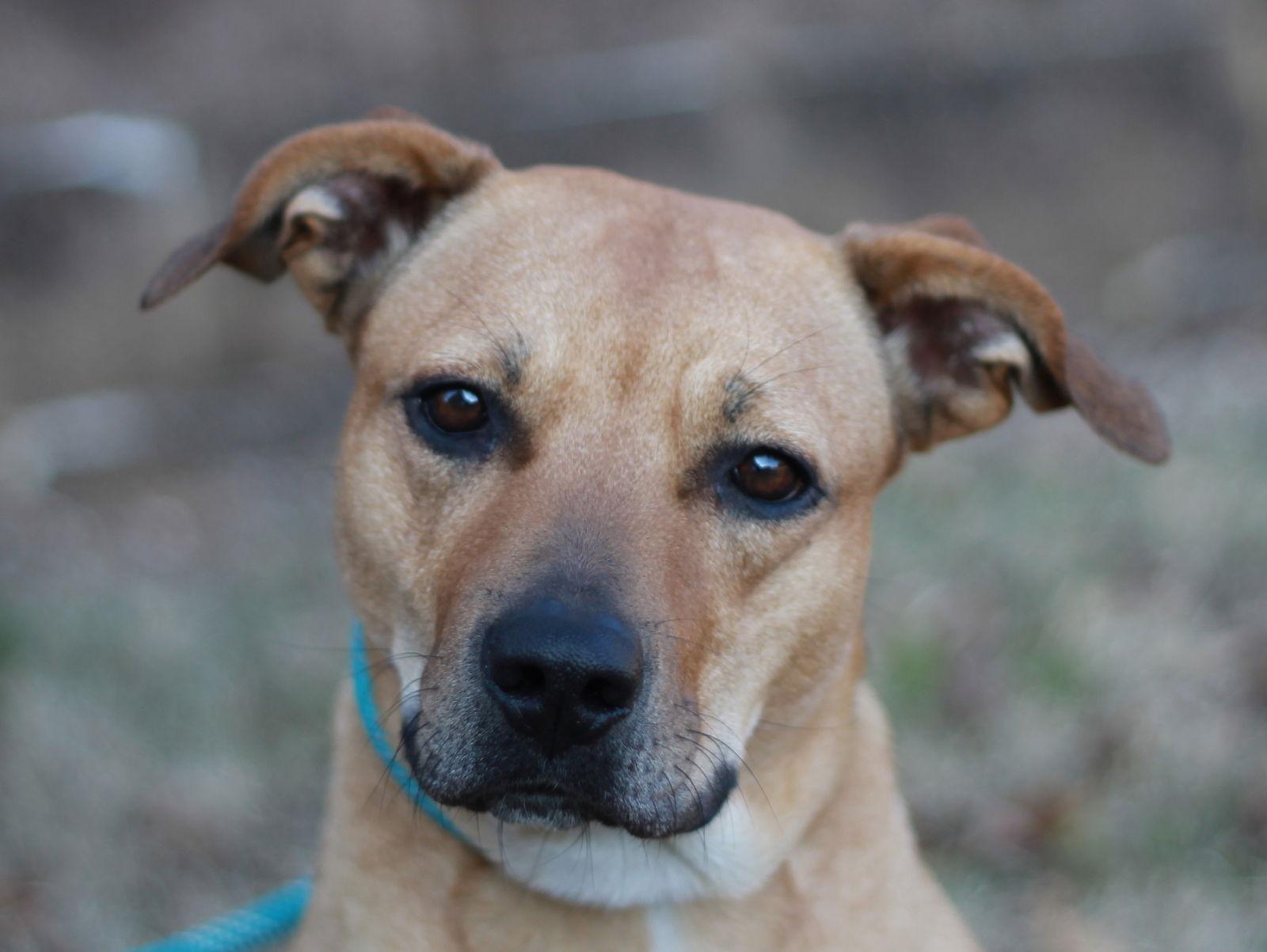 Enlarge Lucky Lady, a Adoptable Black Mouth Cur in Cookeville, TN image 3/4