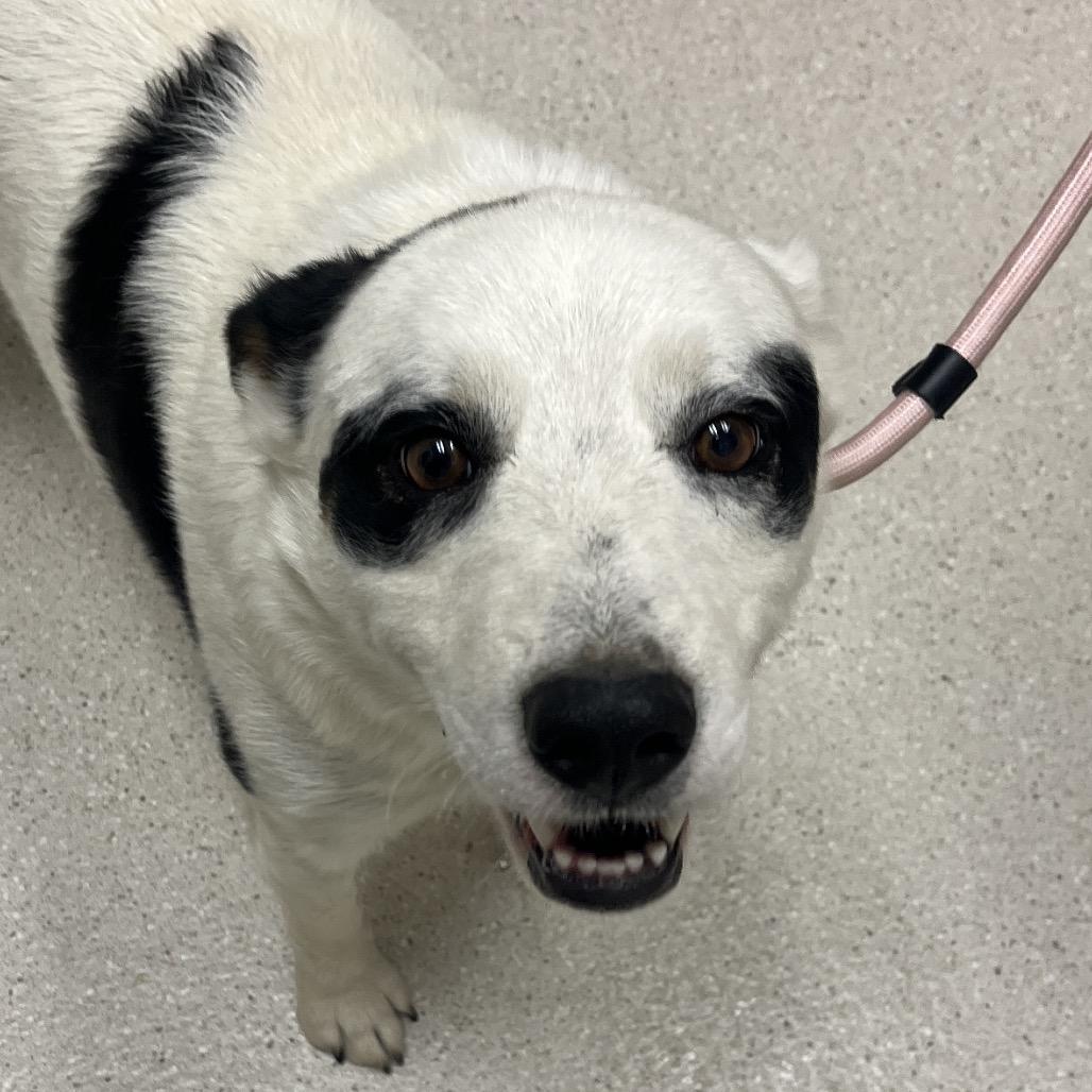 Lena, Adoptable, Adult Female Mixed Breed.