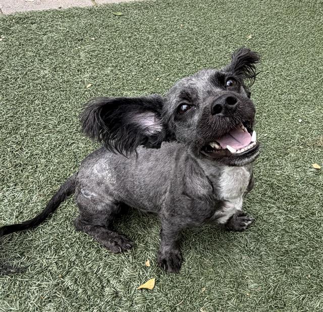 Enlarge CHESTER, a Adoptable mixed breed in Salinas, CA image 1/1