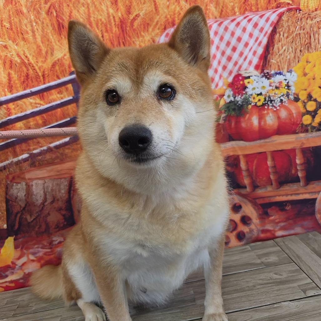 Soka, Adoptable, Senior Female Shiba Inu.