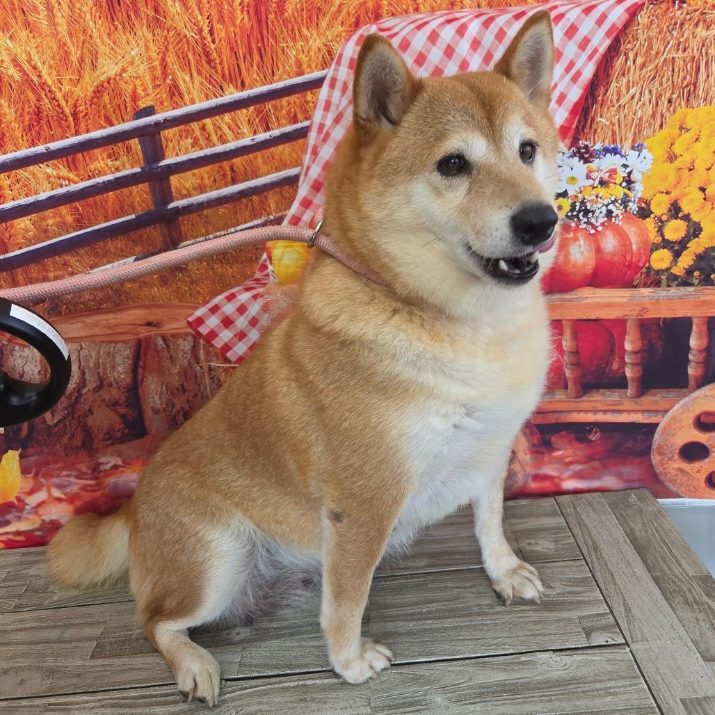 Enlarge Soka, a Adoptable Shiba Inu in Normal, IL image 2/2