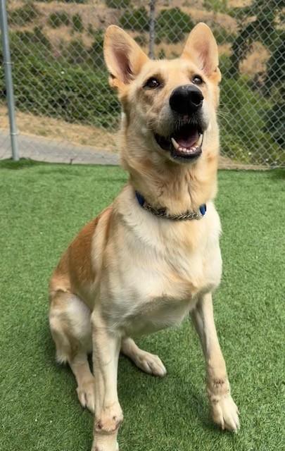 London, an adoptable Shepherd in Coos Bay, OR, 97420 | Photo Image 1