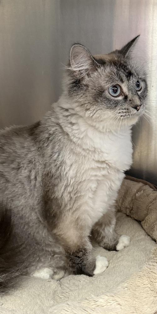 AC Pearl “Boo”, Adoptable, Adult Female Ragdoll & Siamese.