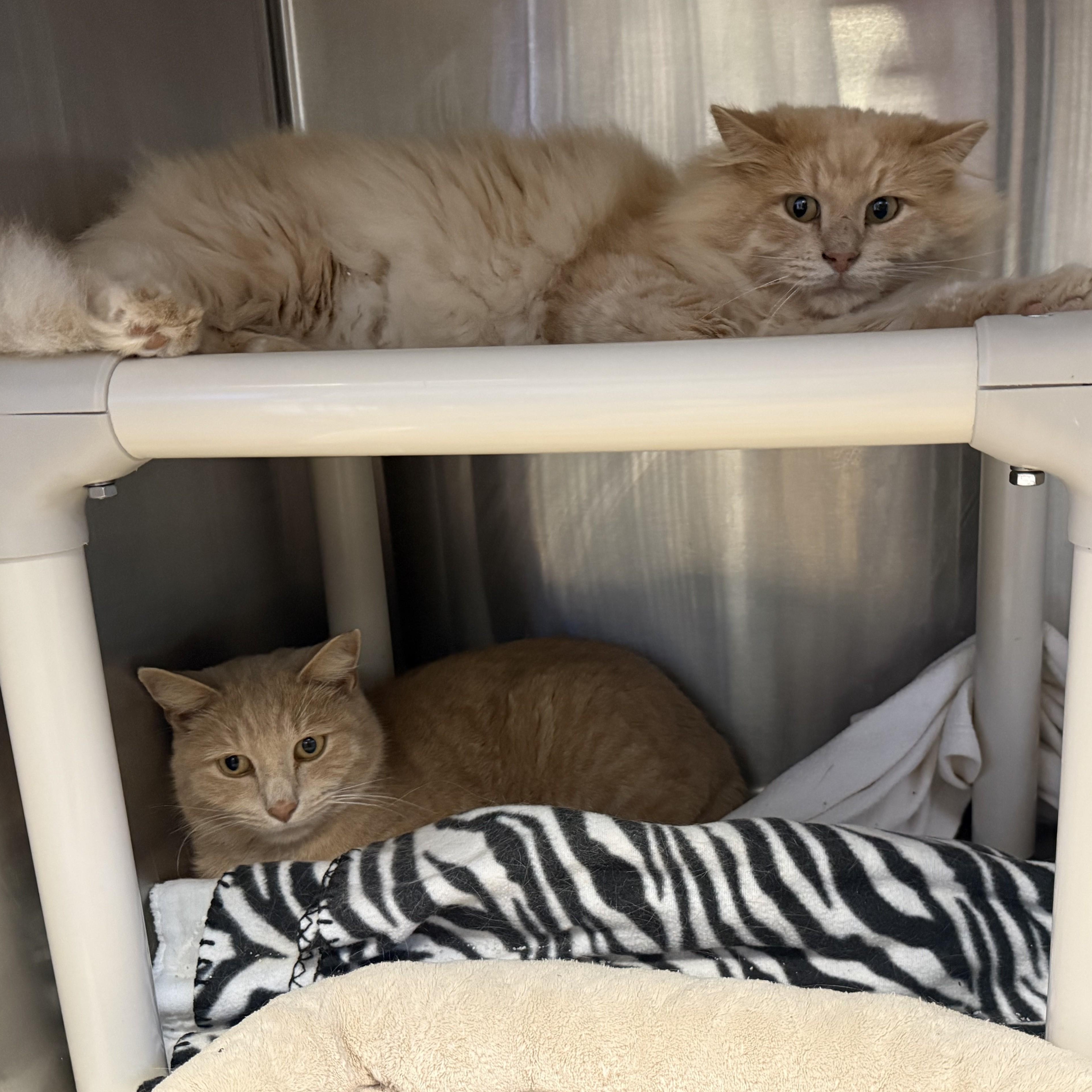 FURBY & CINNAMON, Adoptable, Adult Male Domestic Long Hair.