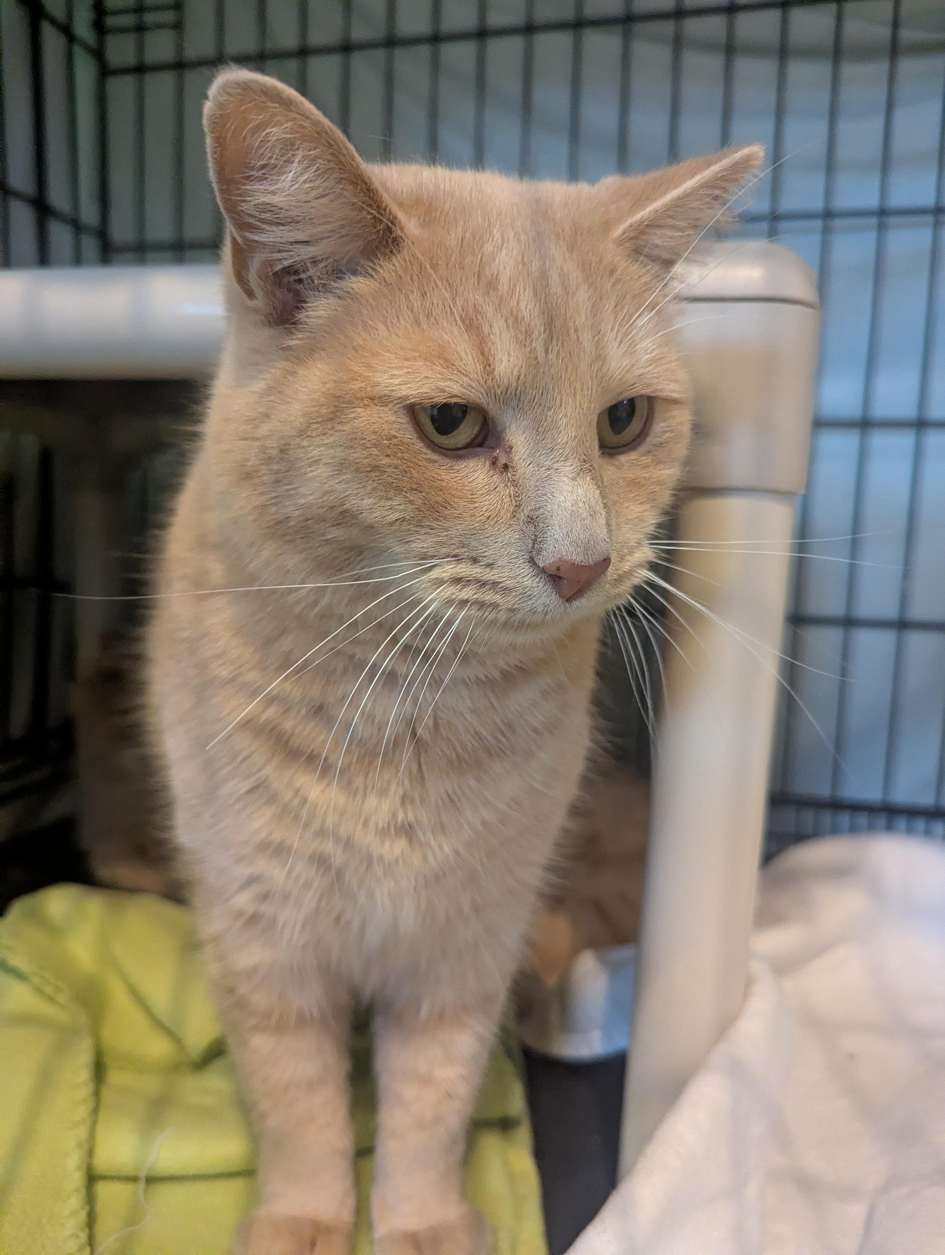 FURBY & CINNAMON (m), Adoptable, Adult Male Domestic Long Hair.