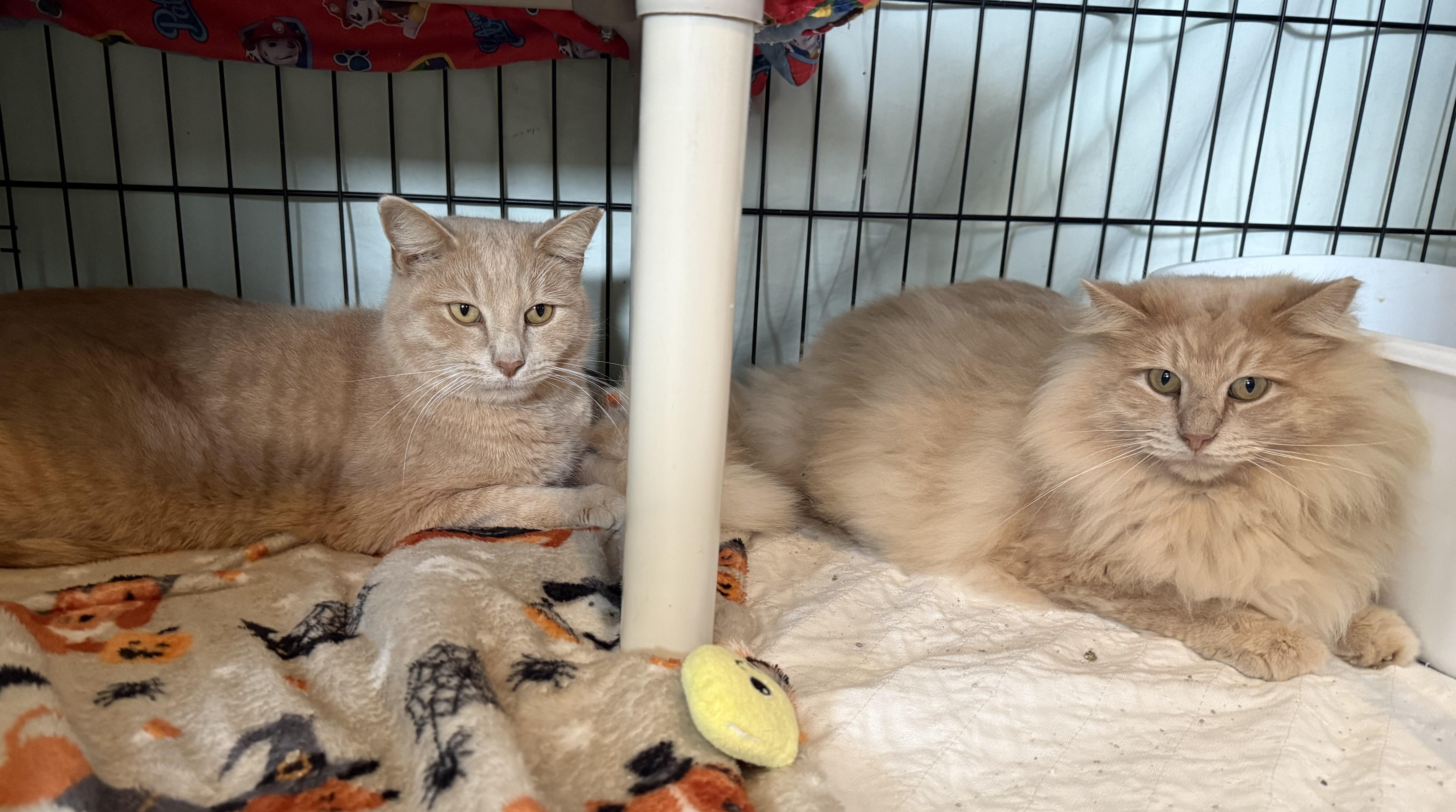 Enlarge FURBY & CINNAMON (m), a Adoptable Domestic Long Hair in La Crescent, MN image 2/5