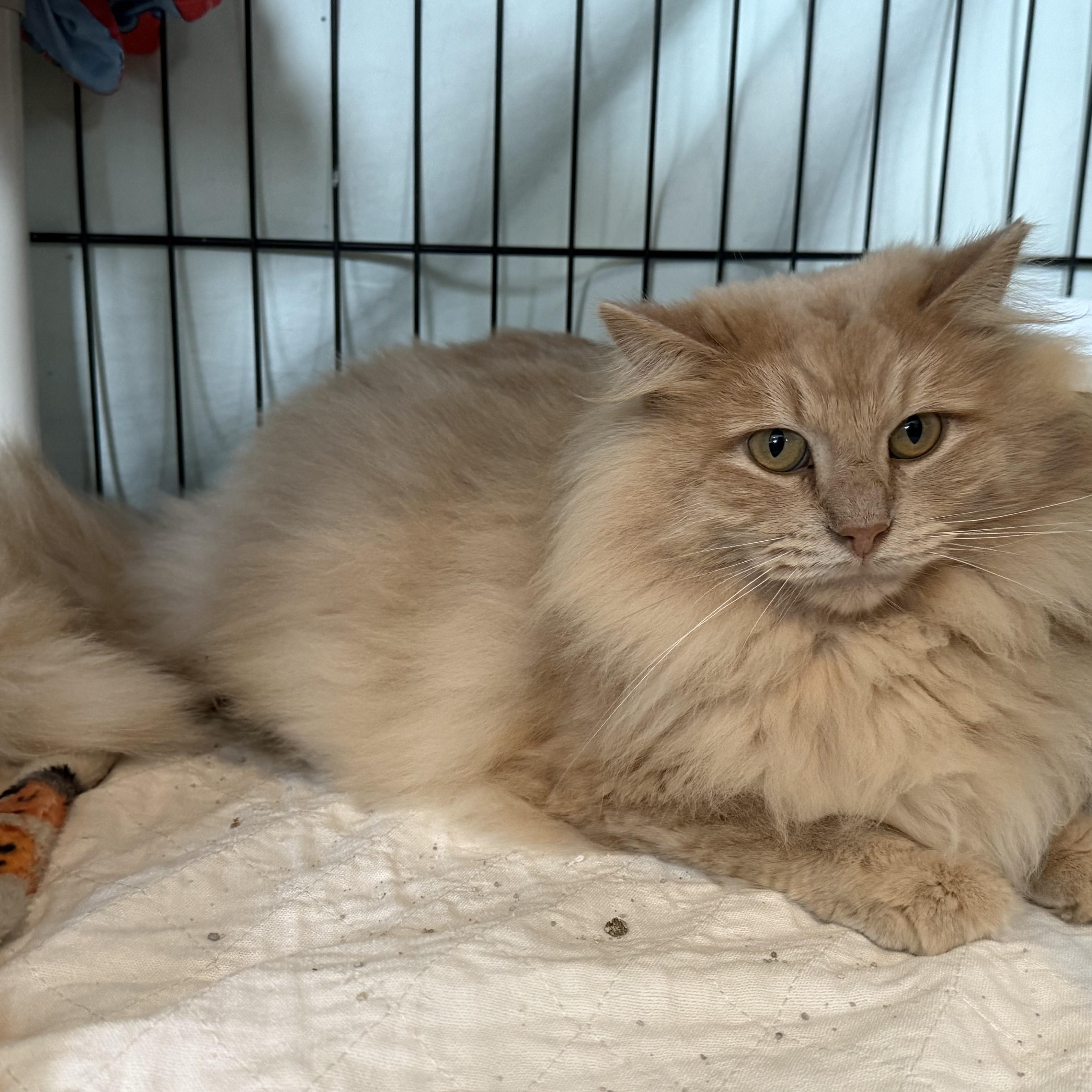 Enlarge FURBY & CINNAMON, a Adoptable Domestic Long Hair in La Crescent, MN image 4/6