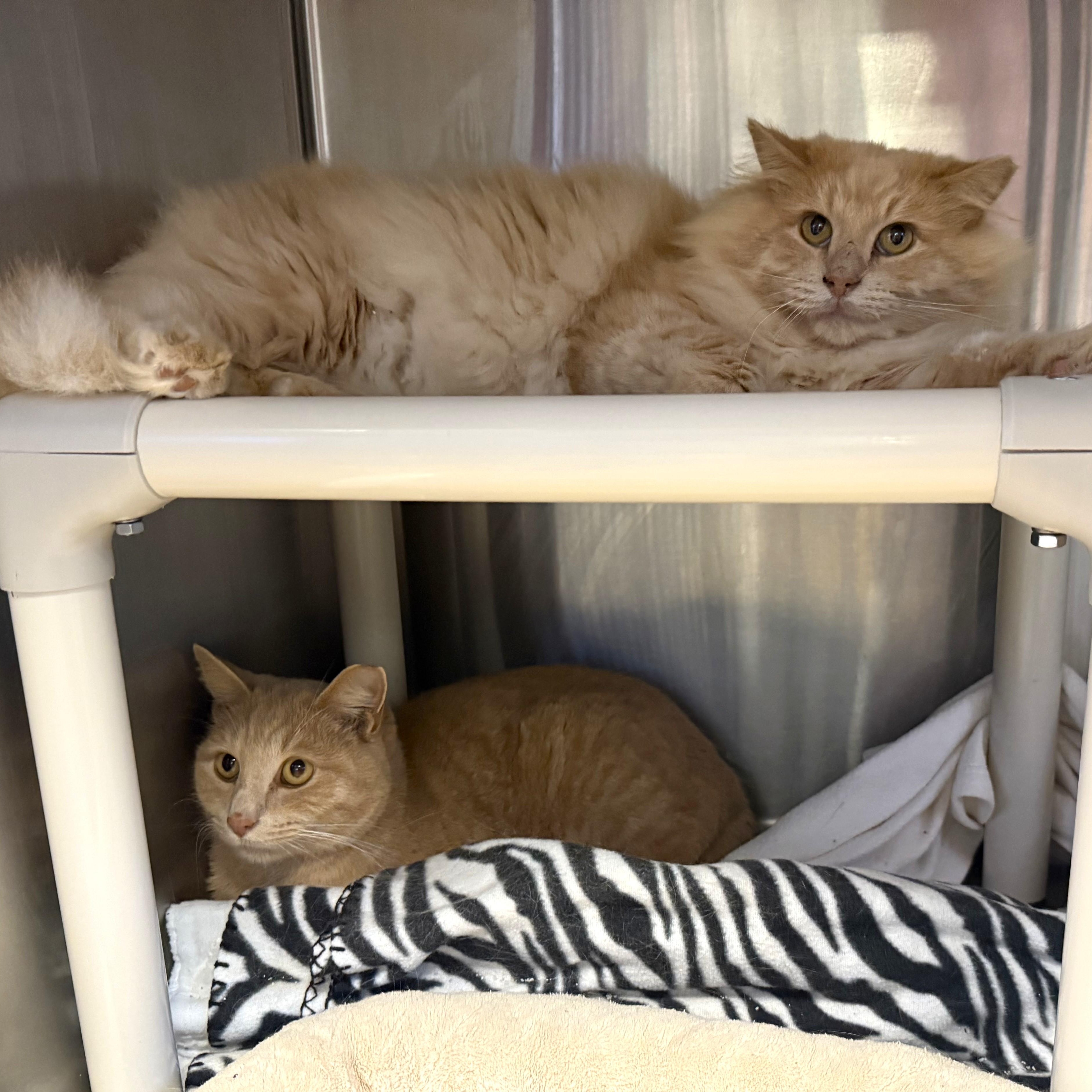 FURBY & CINNAMON (m), Adoptable, Adult Male Domestic Long Hair.